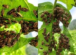 Ăn bọ xít rừng tự bắt, 6 người ở Thanh Hóa nghi ngộ độc phải nhập viện
