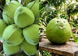 Uống nước dừa vào thời điểm nào là tốt nhất cho cơ thể?