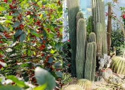 3 cây trước nhà cản bước Thần Tài, tốt nhất đừng trồng