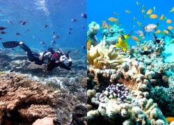 Rạn san hô Vịnh Nha Trang phục hồi tốt trên nền san hô gãy đổ