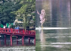 [Ảnh] Cận cảnh đàn chim hoang dã xuất hiện dày đặc ở hồ Gươm