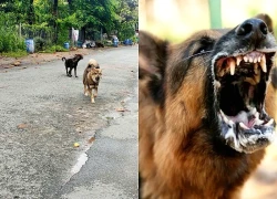 Bệnh dại ở TP.HCM tăng mạnh, đã 4 người không qua khỏi
