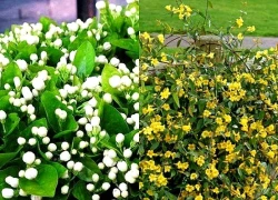 Hoa nhài có nên trồng trong nhà không?
