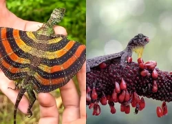 Loài "rồng" tưởng chỉ có trong truyền thuyết bất ngờ lộ diện gần Việt Nam: Sở hữu khả năng đáng kinh ngạc