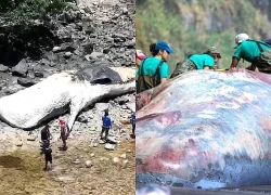 Ngư dân phát hiện xác cá voi nhà táng dài 15 mét trôi dạt vào bờ biển