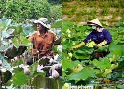 Nghề trồng sen ở quê Bác
