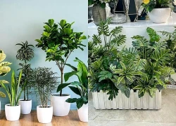 Cây thật và cây giả: Nên chọn loại nào cho không gian sống hiện đại?