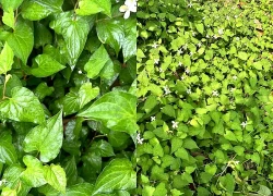 Gợi ý một số phương pháp chăm sóc da với rau diếp cá