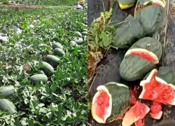 Ruộng dưa hấu gần đến ngày thu hoạch bị kẻ xấu đập phá