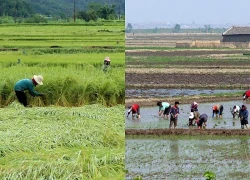 Triều Tiên kêu gọi tăng sản lượng lúa đảm bảo an ninh lương thực