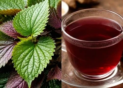 5 lợi ích khi uống nước lá tía tô mỗi sáng trong 30 ngày