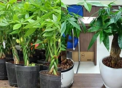 Cây kim ngân hợp với mệnh gì để sinh tài lộc, thịnh vượng