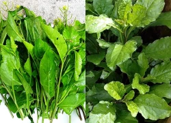 Cây này nghe tên lạnh cả gáy, xưa cho lợn ăn nay thành đặc sản, có tiền chưa chắc đã mua được, xào hay nấu canh đều ngon