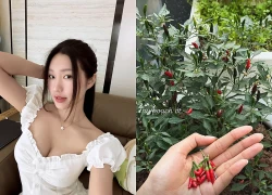 Chu Thanh Huyền đi xin ớt bên nhà hàng xóm, còn Doãn Hải My ra cửa nhà hái xoài mỏi tay