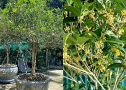 Loài cây quý như vàng, hút tài lộc, bình an, gọi may mắn về nhà