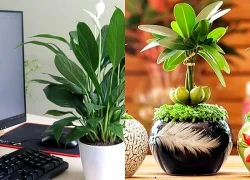 'Lột xác' góc làm việc với các loại cây phong thủy 'vừa sang vừa chất'