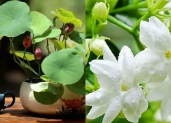 Những loài hoa thu hút năng lượng tích cực, mang lại may mắn, giảm căng thẳng hiệu quả