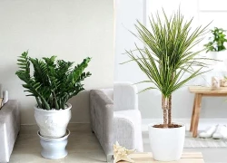 Phòng khách phòng ngủ bếp: Trồng cây gì để vừa đẹp vừa hợp không gian?