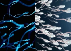 Thời điểm tinh trùng có chất lượng tốt nhất trong năm