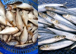 4 nhóm người nên hạn chế ăn cá mòi