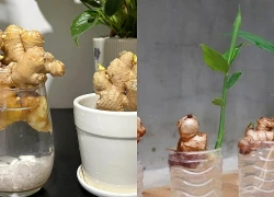 5 lý do nên trồng gừng trong nhà