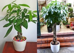 7 lý do nên trồng cây kim ngân trong nhà