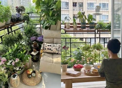 Kinh nghiệm trồng cây ban công chung cư bền đẹp