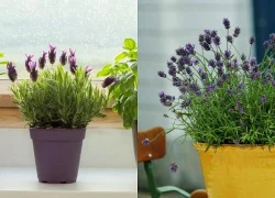 Lời khuyên dành cho những người thích trồng hoa oải hương