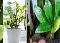 Mẹo trồng cây kim tiền ra hoa, ý nghĩa phong thủy khi thấy hoa kim tiền nở