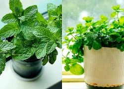Tại sao mỗi bàn học nên có một chậu bạc hà?