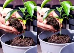 3 lý do nên có một cây chanh trong nhà