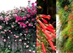7 loại cây người lớn tuổi sẽ khuyên không nên đặt trong nhà