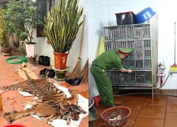 Bắc Ninh khởi tố 3 vụ án liên quan động vật hoang dã, thu giữ xương hổ