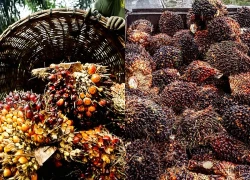 Indonesia: Siết kiểm soát xuất khẩu than đá, dầu cọ, hợp kim chứa sắt