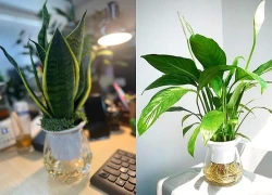 Khả năng kỳ diệu của 8 loài cây cảnh dễ tìm, dễ chăm sóc, ai cũng nên trồng