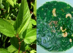 Loại rau rẻ tiền trong mâm cơm Việt gây bất ngờ khi được quốc tế ca ngợi như 'nhân sâm xanh', chế biến hơn 7 món ngon thanh mát mùa hè