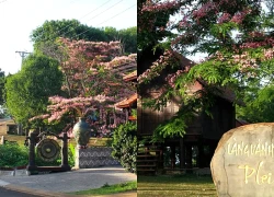 Muồng hoa đào nở rộ, hút khách đến làng Ơp check-in