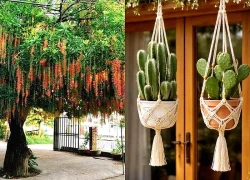 Trồng 2 cây này trước nhà, gia chủ đổi vận, xua đuổi xui xẻo nhưng có điều cần đặc biệt lưu ý