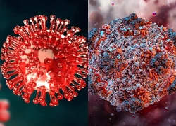 Virus Hanta: Chuyên gia khuyến nghị cách phòng tránh