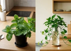 5 loại cây thích hợp trồng trong phòng bếp, giúp khử mùi hiệu quả