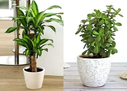 6 loại cây cảnh chiêu tài, trấn trạch: Người mới chơi cũng dễ chăm, càng trồng càng vượng nhà