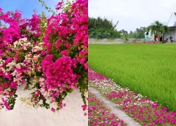 9 loài hoa 'không biết mệt': Trồng một lần, nở đẹp quanh năm