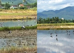 [Ảnh] Hàng trăm con cò nhạn xuất hiện trên cánh đồng xã Hòa Thịnh, Đắk Lắk