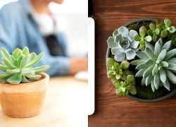 Cách chăm sóc cây sen đá tại văn phòng