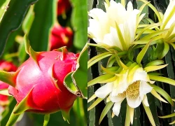 Đừng chỉ ăn quả, hoa loại cây này được dùng làm món ăn, vị thuốc "quý" ít ai hay