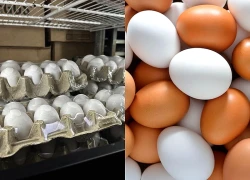 Giá trứng tại Mỹ 'hạ nhiệt': Người tiêu dùng hưởng lợi, nhà sản xuất chịu áp lực