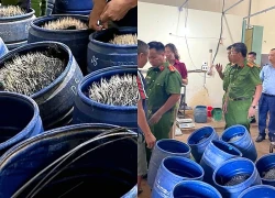 Phát hiện cơ sở sản xuất giá đỗ dùng chất cấm ở Hải Phòng