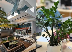 Top 5 cây cảnh ‘gọi tài ngậm lộc’ cho gia chủ: Đặt ở phòng khách, tiền tài tự tìm đến