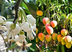Tưởng càng nhiều cây quanh nhà càng tốt, dân sành cây cảnh báo nên tránh xa 10 loại này