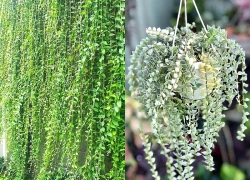 5 loại cây treo rủ chống nóng cho ban công mùa hè